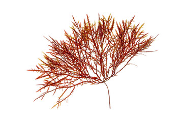 Red algae or Rhodophyta branch isolated transparent png
