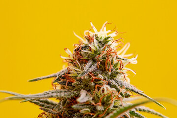 Macro a cannabis flower with the formula THC CBD CBN, CBD Chemical Formula. Concept of herbal...