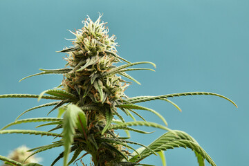 Close-up of a marijuana buds flower isolated on a light blue background. Cannabis can help manage...
