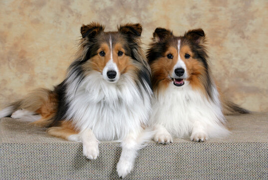 Two  beautiful Shetland Sheepdog in house,  looking at camera.