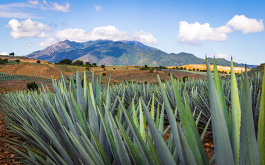 Agave fields in Tequila, Beautiful rural landscape.