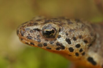 Macro shot of the head of a greek alpine newt