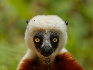 Coquerels Sifaka - Propithecus coquereli diurnal lemur of genus Propithecus, native to northwest Madagascar, Coquerel's sifaka was considered to be subspecies of Verreaux's sifaka, white and rufous