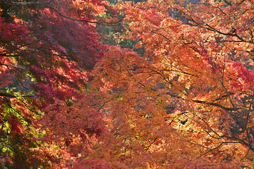 May the season of autumn be full of warmth and joy for you.