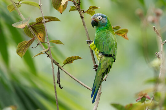 Dusky-headed Parakeet - Aratinga weddellii