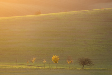 Golden sunrise or sunset light over the countryside trees in the rural farmland landscape of the Hodonin District in South Moravia, Czech Republic. © Stephen
