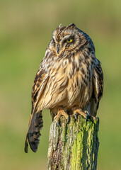 Short-eared Owl Asio flammeus perched drying wing feathers in morning sunshine