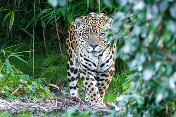 Fototapeta na wymiar jaguar 