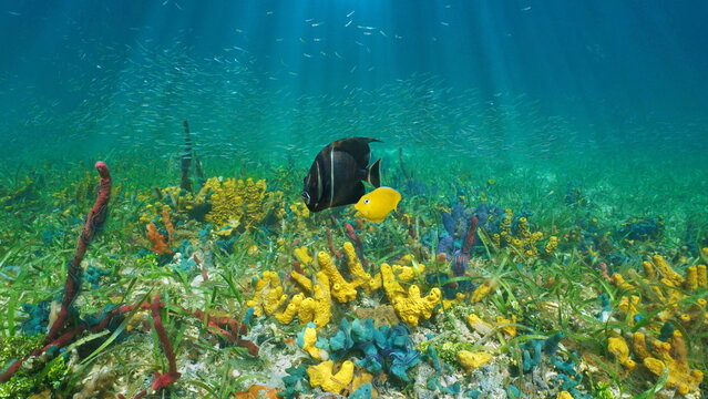 Colorful seabed with sea sponges and tropical fish underwater Caribbean sea, Central America