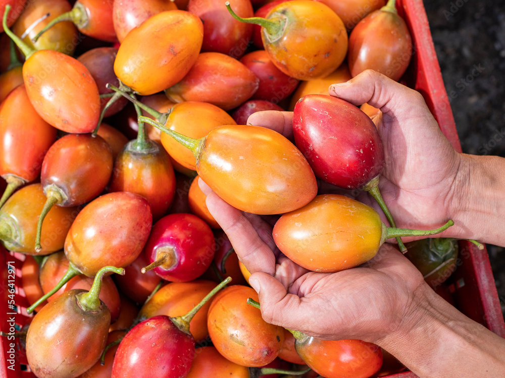 Wall mural Solanum betaceum - Colombian tamarillo in farmer's hands