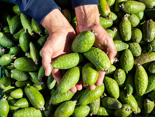 Acca sellowiana - Colombian feijoas in farmer's hands