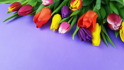 a bouquet of colorful beautiful tulip flowers on a lilac purple background
