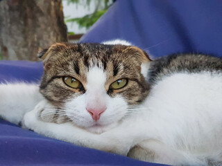 the cat looks into the camera. the look of a cat