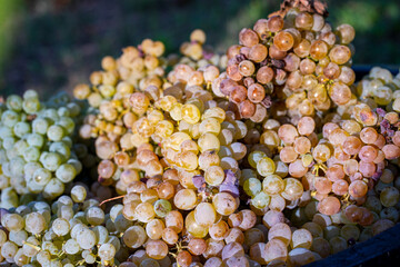 Cachos de uvas brancas