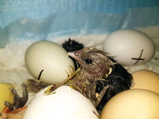 the black and yellow chicks have just hatched in the incubator. eggs are marked with special marks for a coup .during incubation