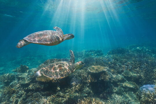 Underwater sunlight with two green sea turtles in a coral reef, south Pacific ocean, New Caledonia