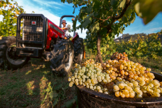 Vindimas - Cesto de uvas com tractor vermelho ao fundo