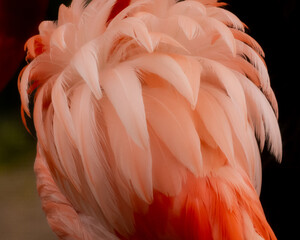 Fototapeta premium pink flamingo feathers