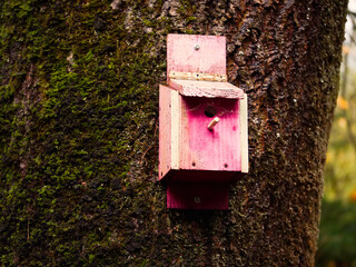Wooden bird hose mounted on a tree in a park, Animal care concept. Creating conditions to increase birds population growth.