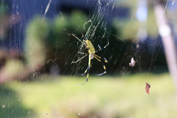 따스한 햇볕의 거미 (spider)