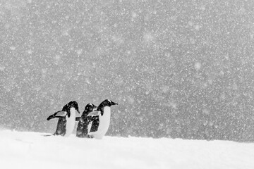 Penguins of Antartica - 546414107