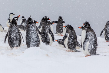 Penguins of Antartica - 546414128