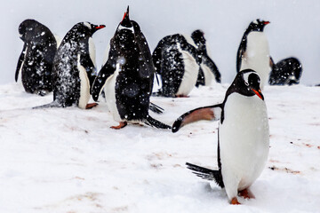 Penguins of Antartica - 546414169