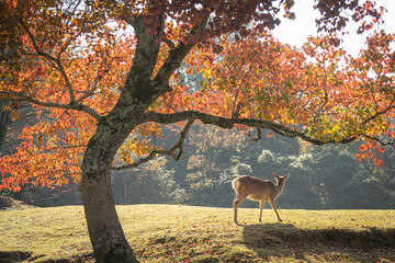 紅葉と鹿の後ろ姿 / Autumn leaves and back view of deer
