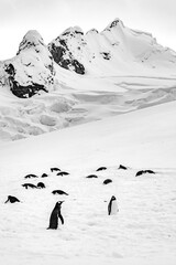penguins resting - 546414329
