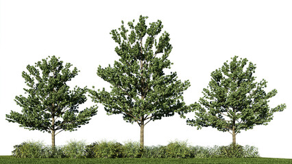 3d rendering illustration tree isolate on white background include clipping path