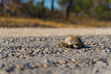 Recently hatched baby turtle crawling across pebbles on beach shore towards green grass and trees. Horizontal close-up outdoor shot. High quality photo