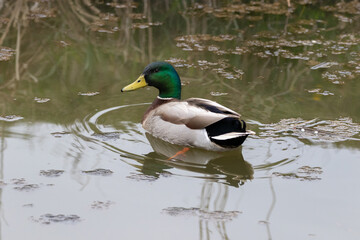 Mallard duck (Anas platyrhynchos) on water.