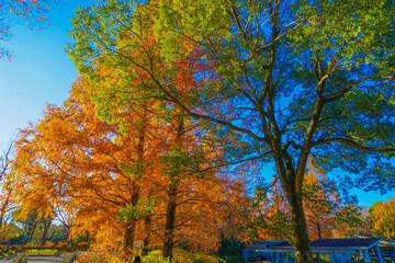 Fototapeta premium 鮮やかに色づく木々