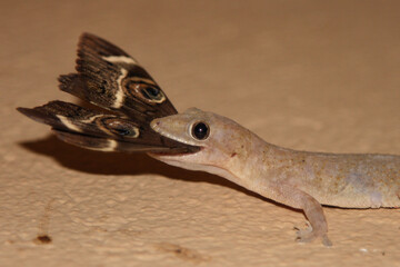 Afrikanischer Hausgecko / Tropical house gecko or Afro-American house gecko / Hemidactylus mabouia...