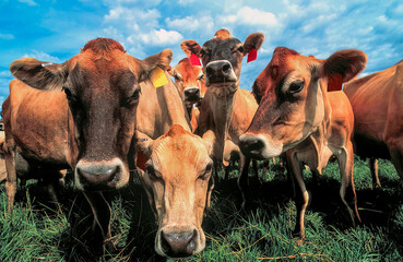 Jersey dairy cows expressing their curiosity  with the photographer