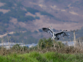 Grey Heron landing on green grass against mountains