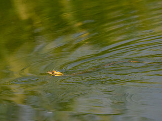 Dice Snake holding goldfish and swimming in green water