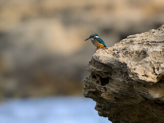 Common Kingfisher sitting on a sea rock 