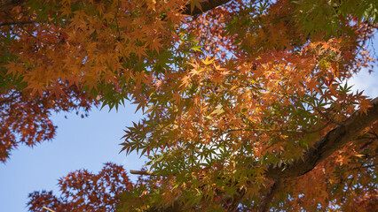 日本の秋・紅葉・もみじ