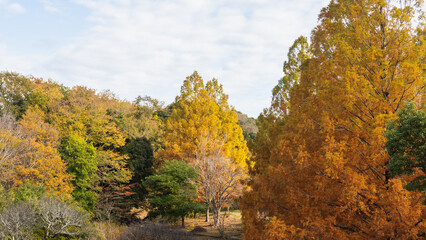 日本の秋の風景・オレンジ色と黄色に染まるメタセコイアの木