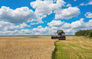 Fototapeta premium Combine mows wheat. Agricultural landscape with working harvester. Combine asks for spikelets with grain. Harvesting for making bread. Growing and grain crops. Farm landscape with combine