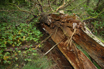 Küstenregenwald - Sunshine Coast - Kanada  / Coastal Rainforest - Sunshine Coast - Canada /
