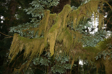 K&uuml;stenregenwald - Strathcona Park - Kanada / Coastal Rainforest - Strathcona Park - Canada /