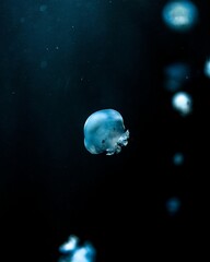 Swimming blue jellyfish (Scyphozoa) on a dark blurred background © Tommimatz/Wirestock Creators
