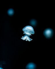Floating blue jellyfish (Scyphozoa) on a dark blurred background © Tommimatz/Wirestock Creators