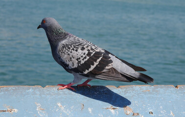 Pigeon on the San Clemente Pier in Orange County, California, USA
