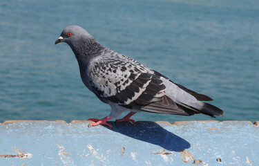 Pigeon on the San Clemente Pier in Orange County, California, USA