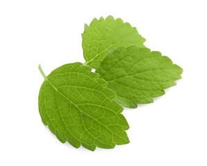 Obraz premium Fresh green lemon balm leaves isolated on white