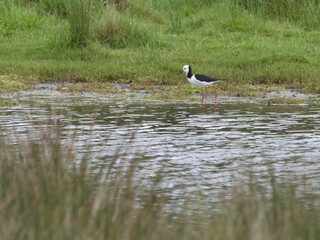 A Pied Stilt (Himantopus himantopus) wading in a coastal pool in New Zealand