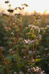 Many beautiful buckwheat flowers growing in field